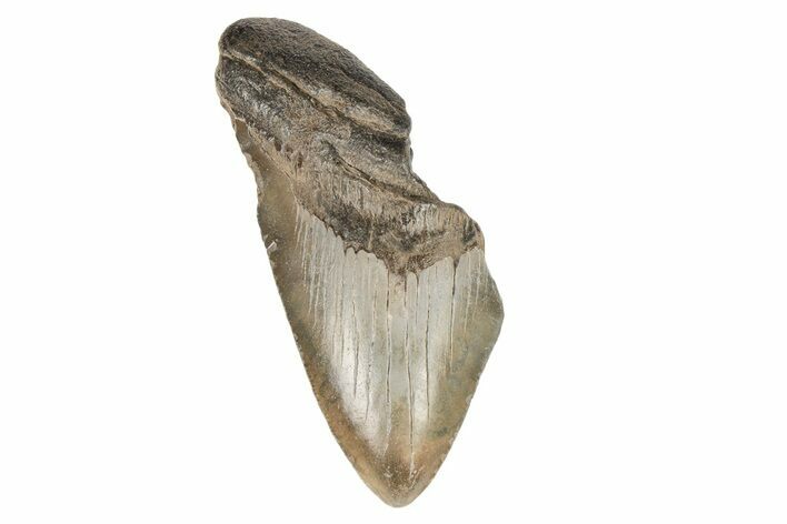 Partial, Fossil Megalodon Tooth #193965